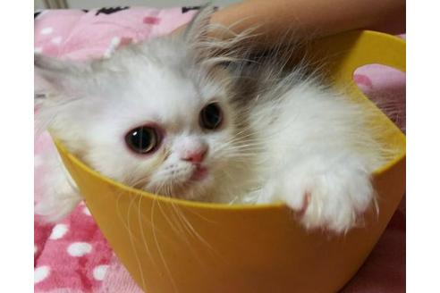 成約済の愛知県のペルシャ-2993の5枚目